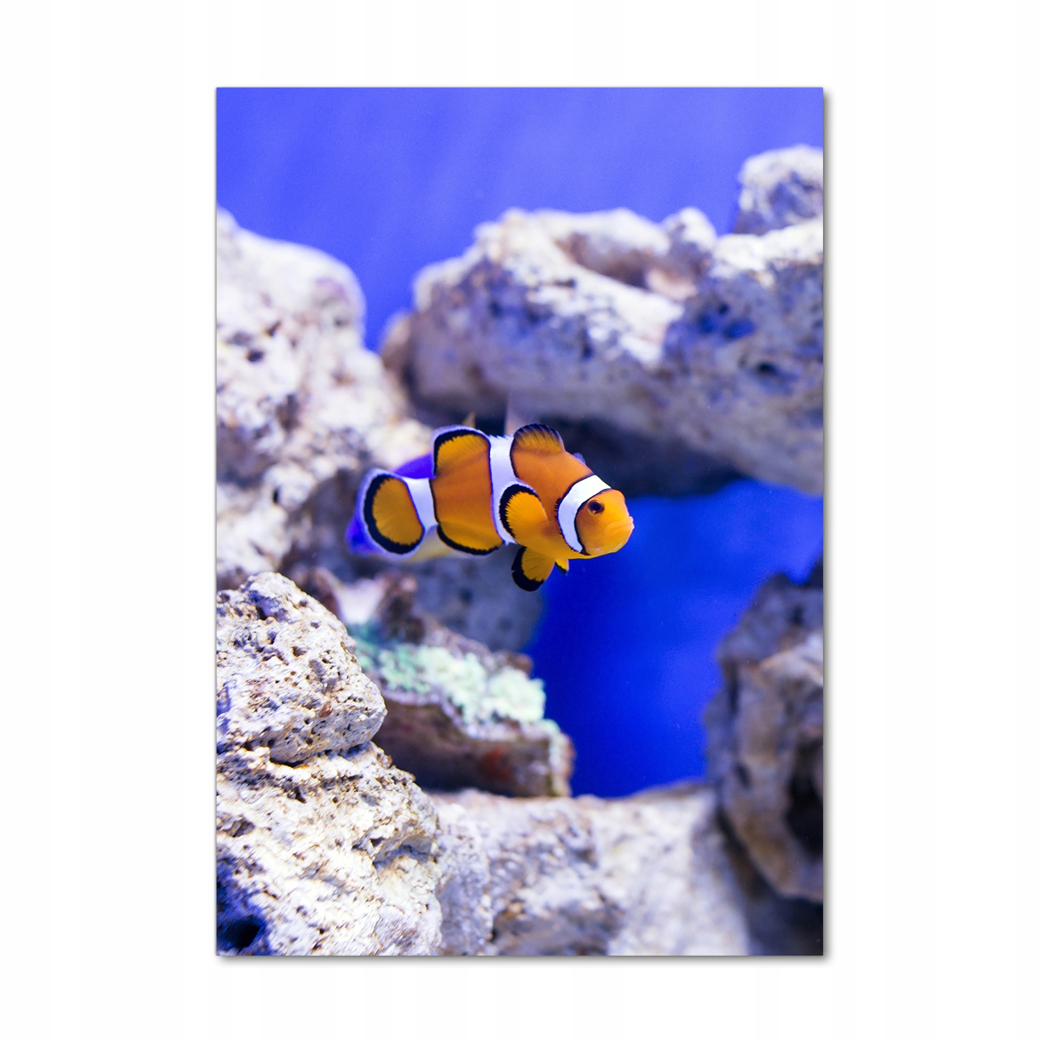 Fotoobraz tvrzené sklo Ryba Nemo 70x100 cm