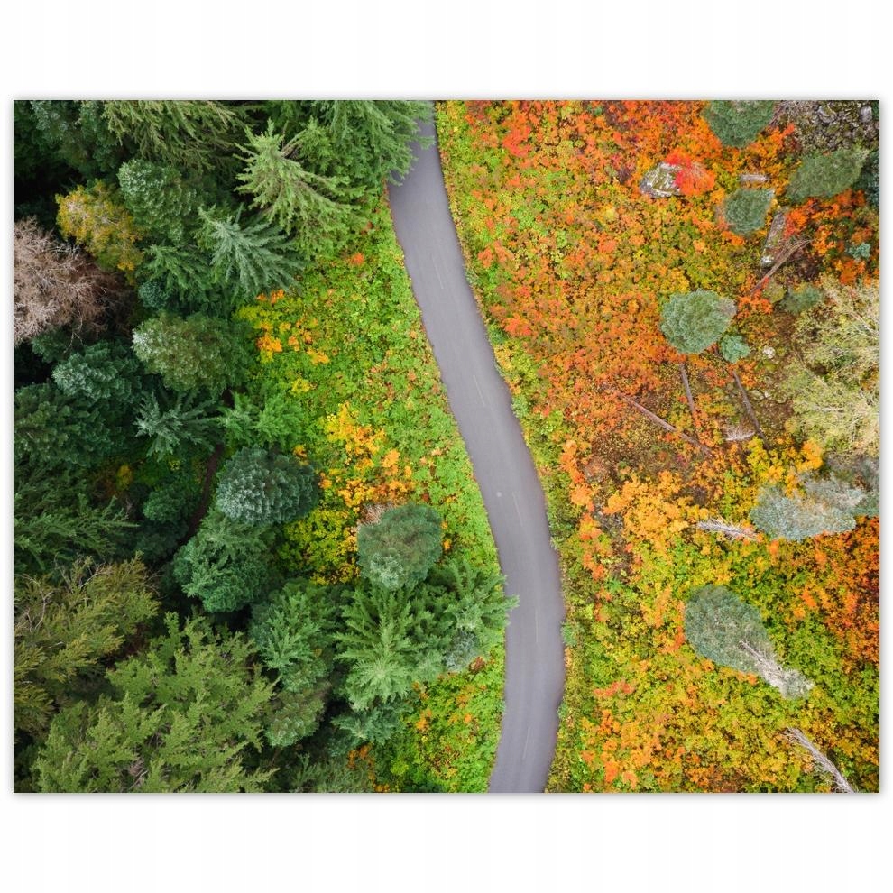 

Plakat 50x40 Droga Las Jesień