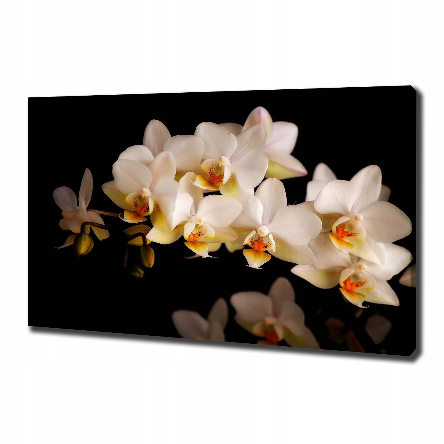 

Foto obraz canvas na ścianę Orchidea 100x70 cm