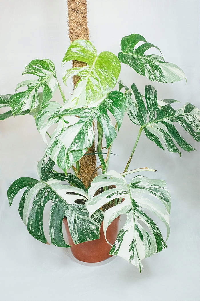 Monstera VARIEGATA - SADZONKI marmurek (512-02_20230303115618