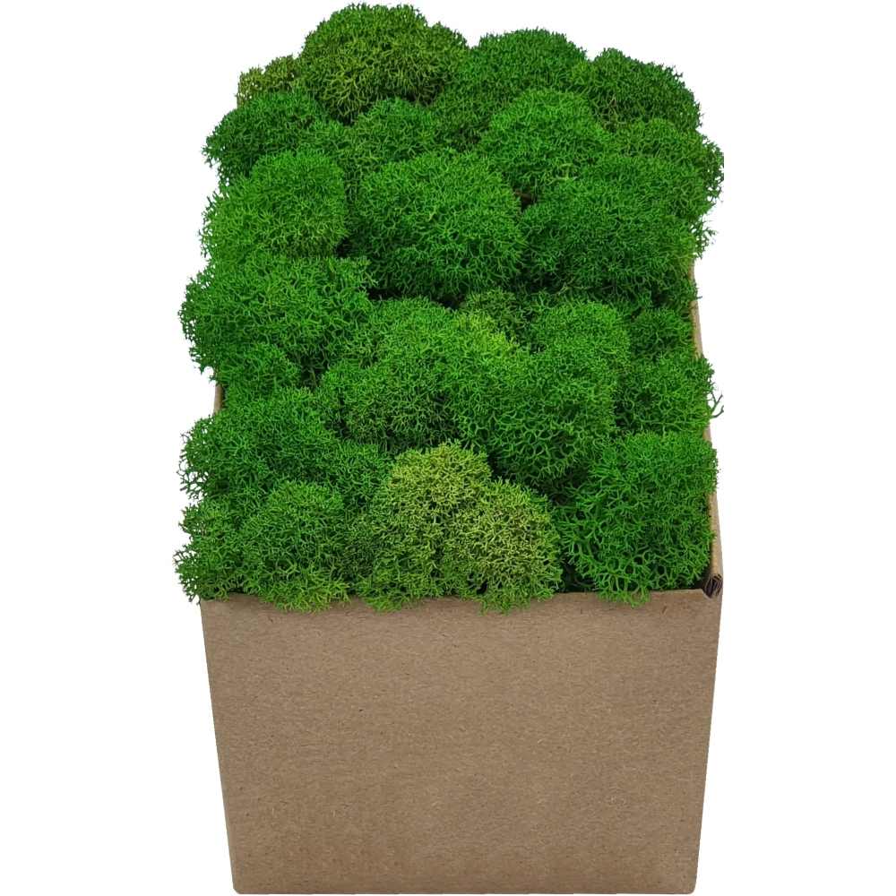 Mech Chrobotek PREMIUM Jasna Soczysta Zieleń 100g Marka inna