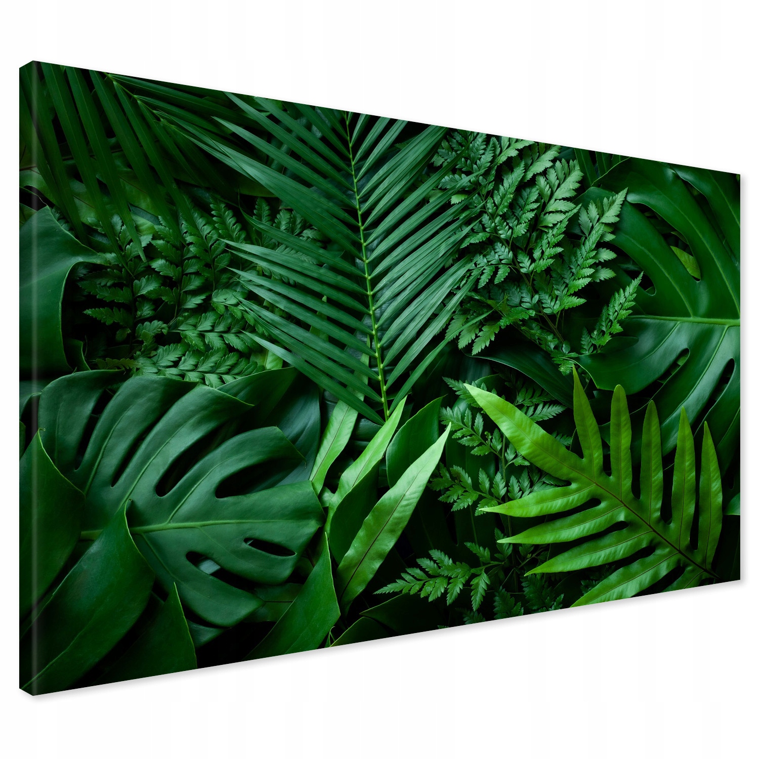

Obraz na płótnie liście monstera kwiat 120x80