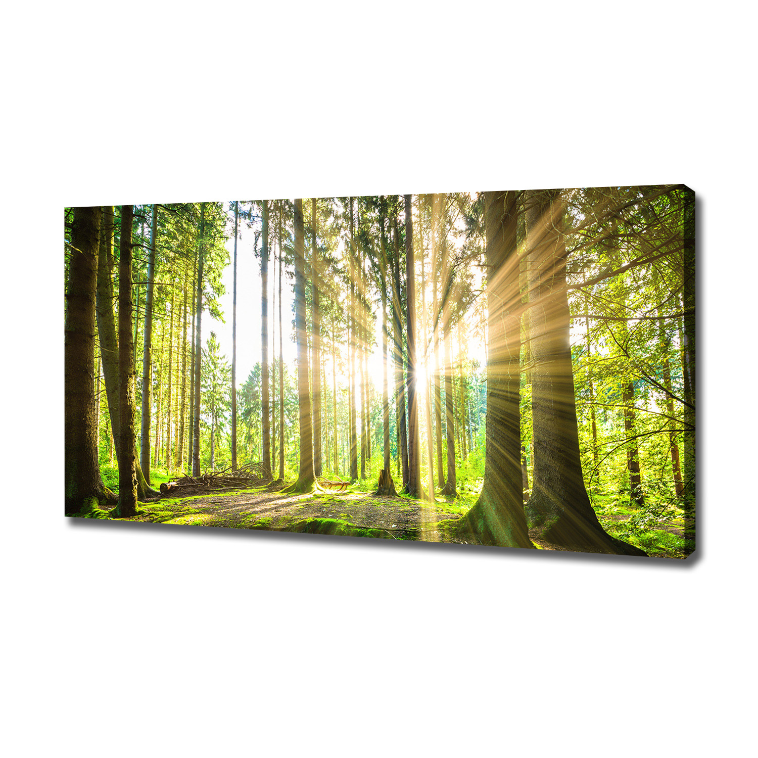 

Duży foto obraz na płótnie Las w słońcu 120x60 cm