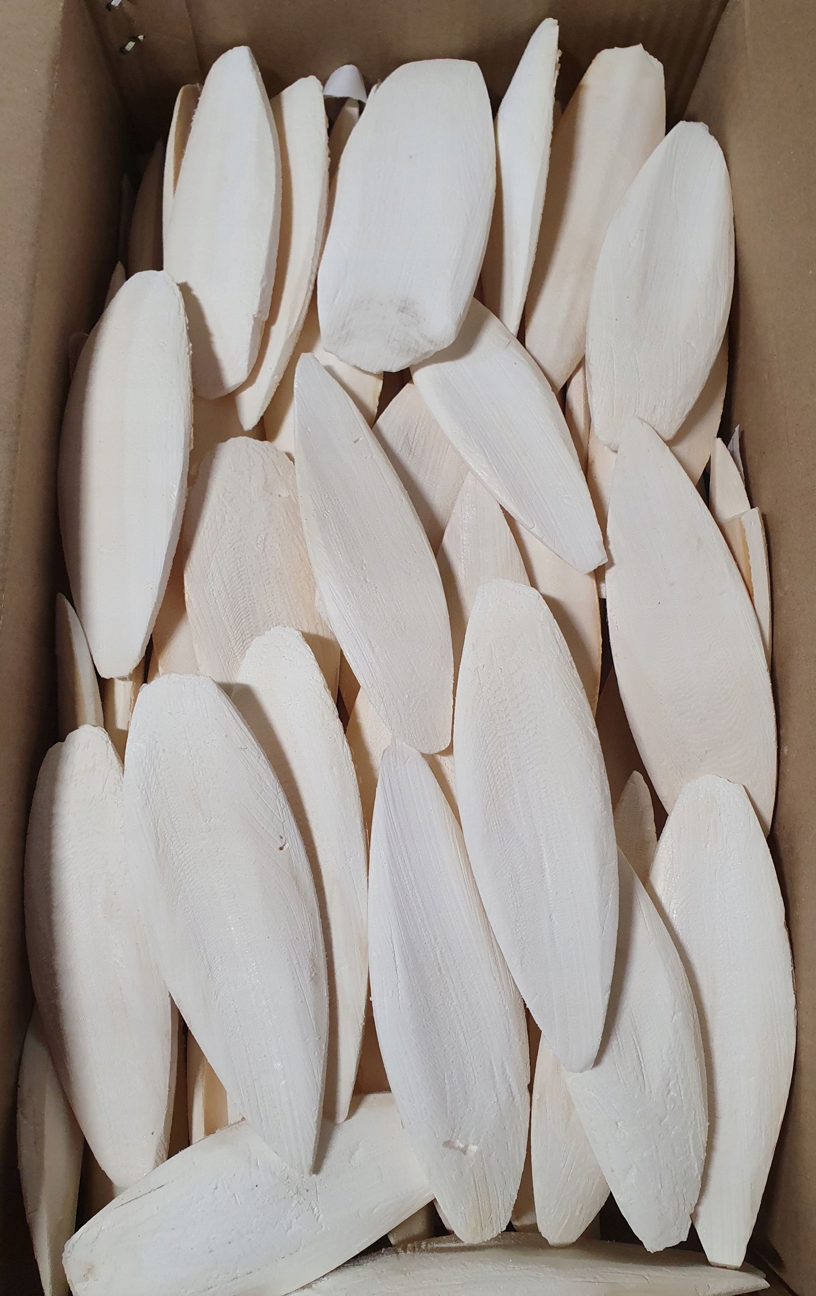 Sepia, kość mątwy, naturalne wapno ok. 13-15cm 250g