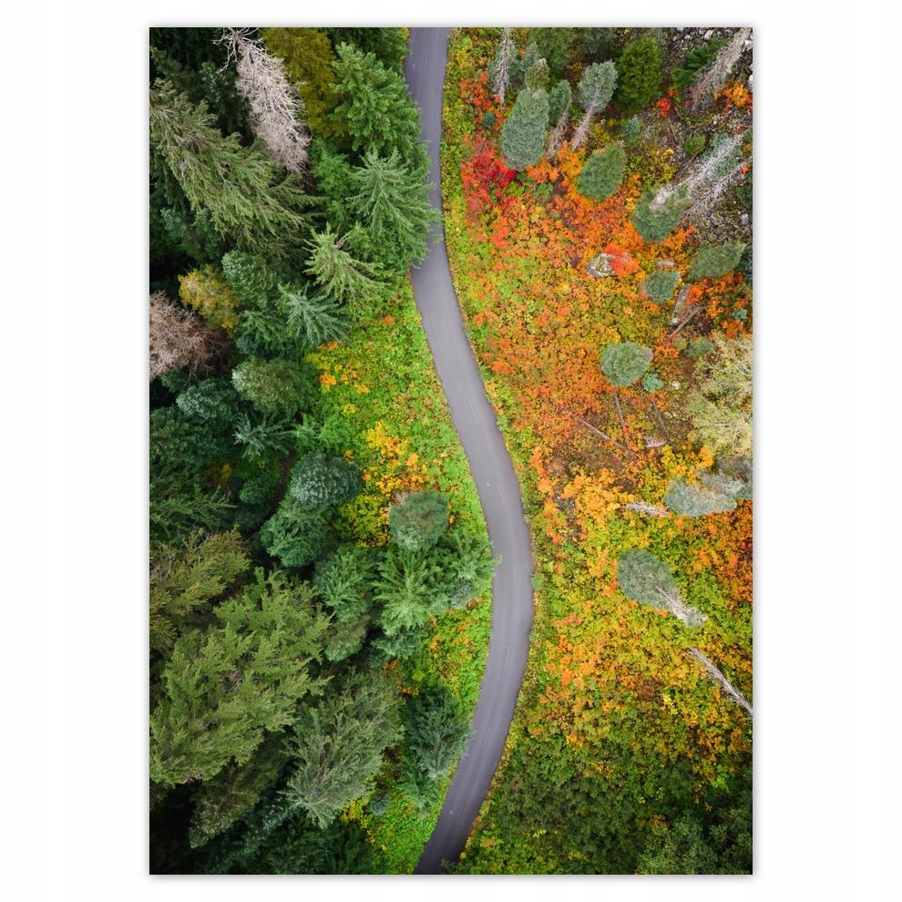 

Naklejki 50x70 Droga Las Jesień