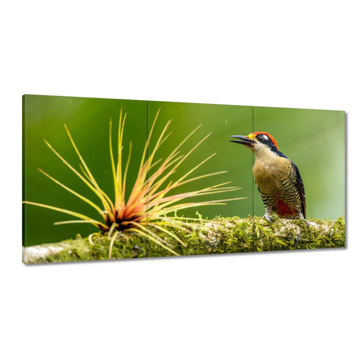 Obrazy 180x90 Vtáky Vtáky