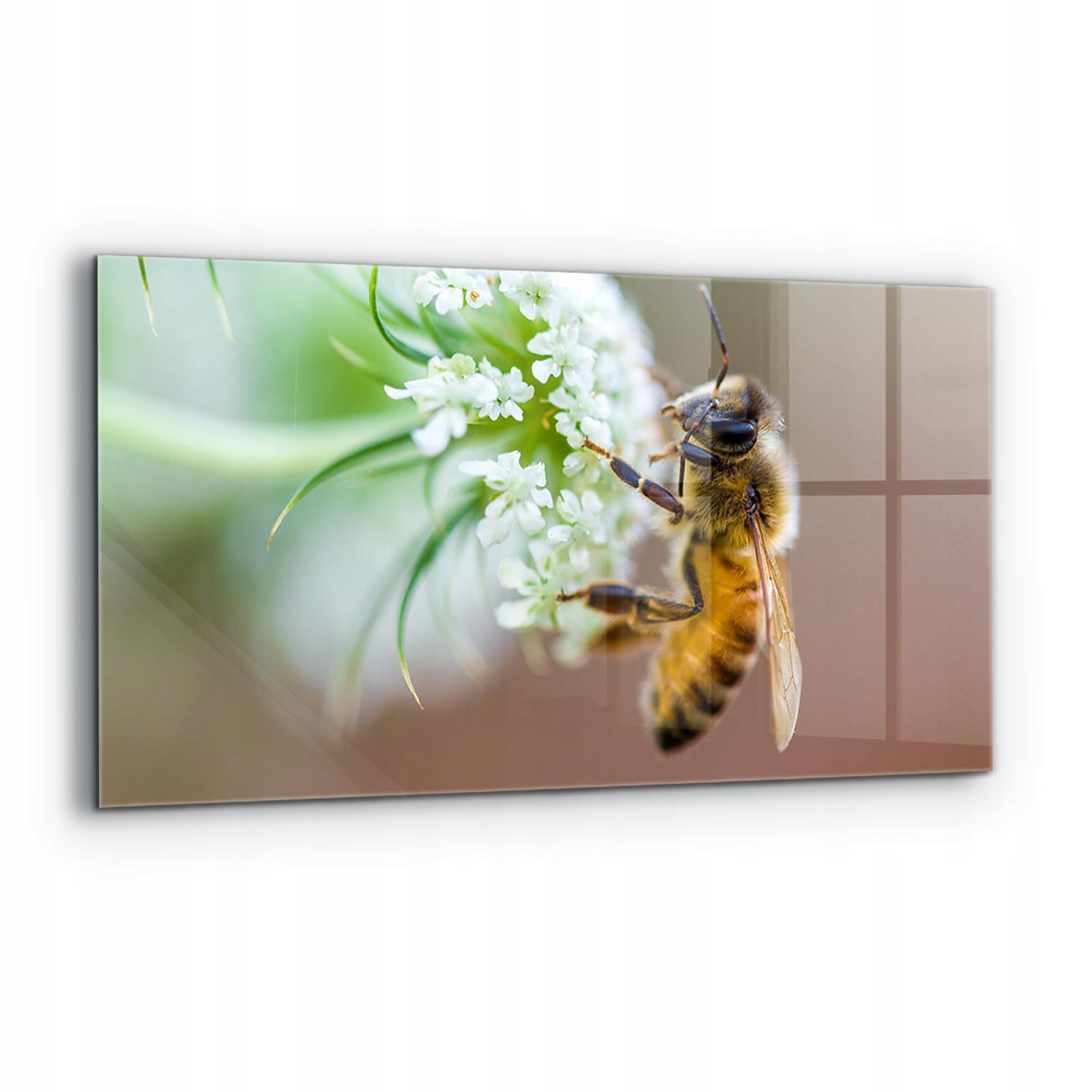 Nástenný panel Včela zberná peľ 120x60 cm