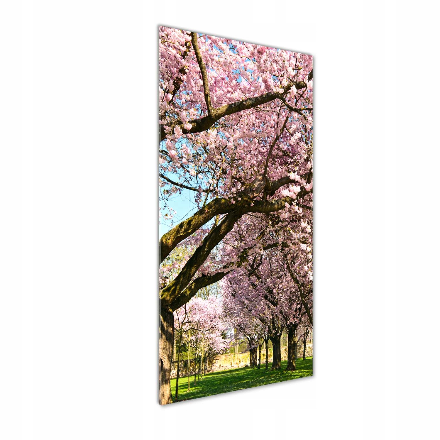 

Foto obraz szkło hartowane Drzewa wiśni 50x125 cm