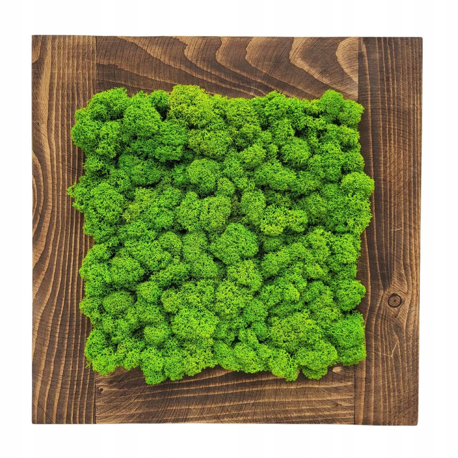 Obraz z mechu chrobotka v dřevěném rámu 30x30