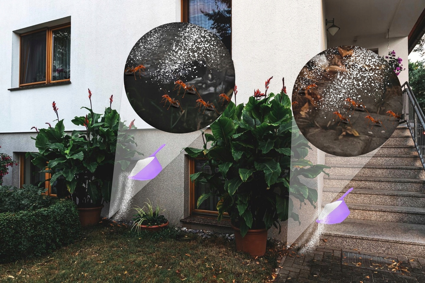 ŚRODEK PRZECIW MRÓWKOM PROSZEK NA MRÓWKI KARALUCHY CAŁE GNIAZDA EFFECT 500G Pojemność 500 ml