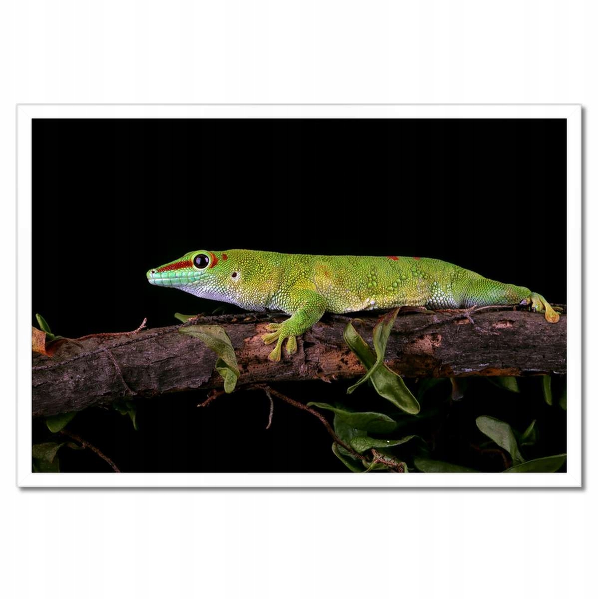Plakáty v rámu 60x40 Madagascariensis gekon