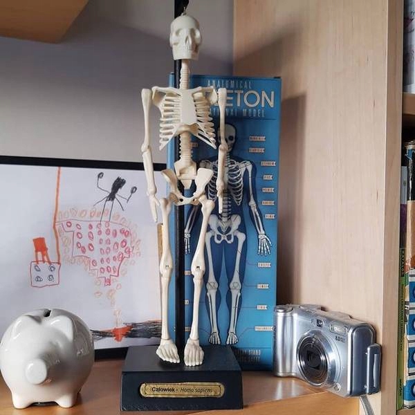 Anatomiczny Model Szkieletu Człowieka Rex London Wiek dziecka 3 lata +