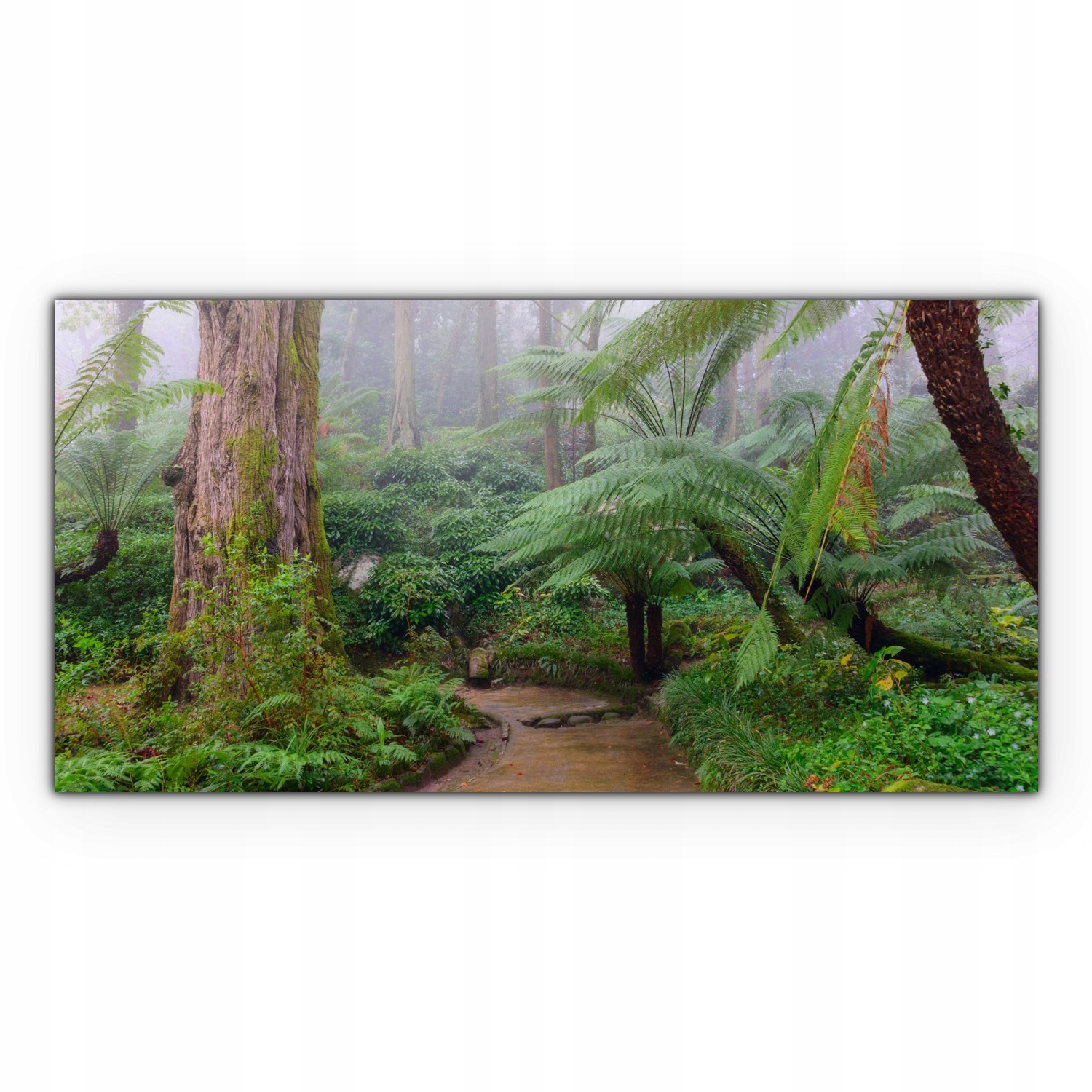 

Fotoobraz na płótnie 100x50 Tropiki Las Deszczowy