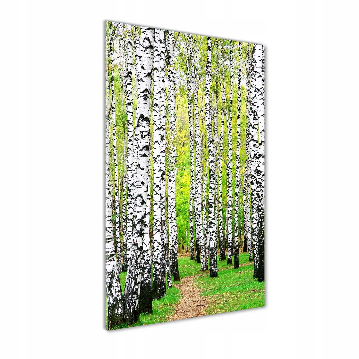 

Nowoczesny fotoobraz akrylowy Las brzozowy 60x120