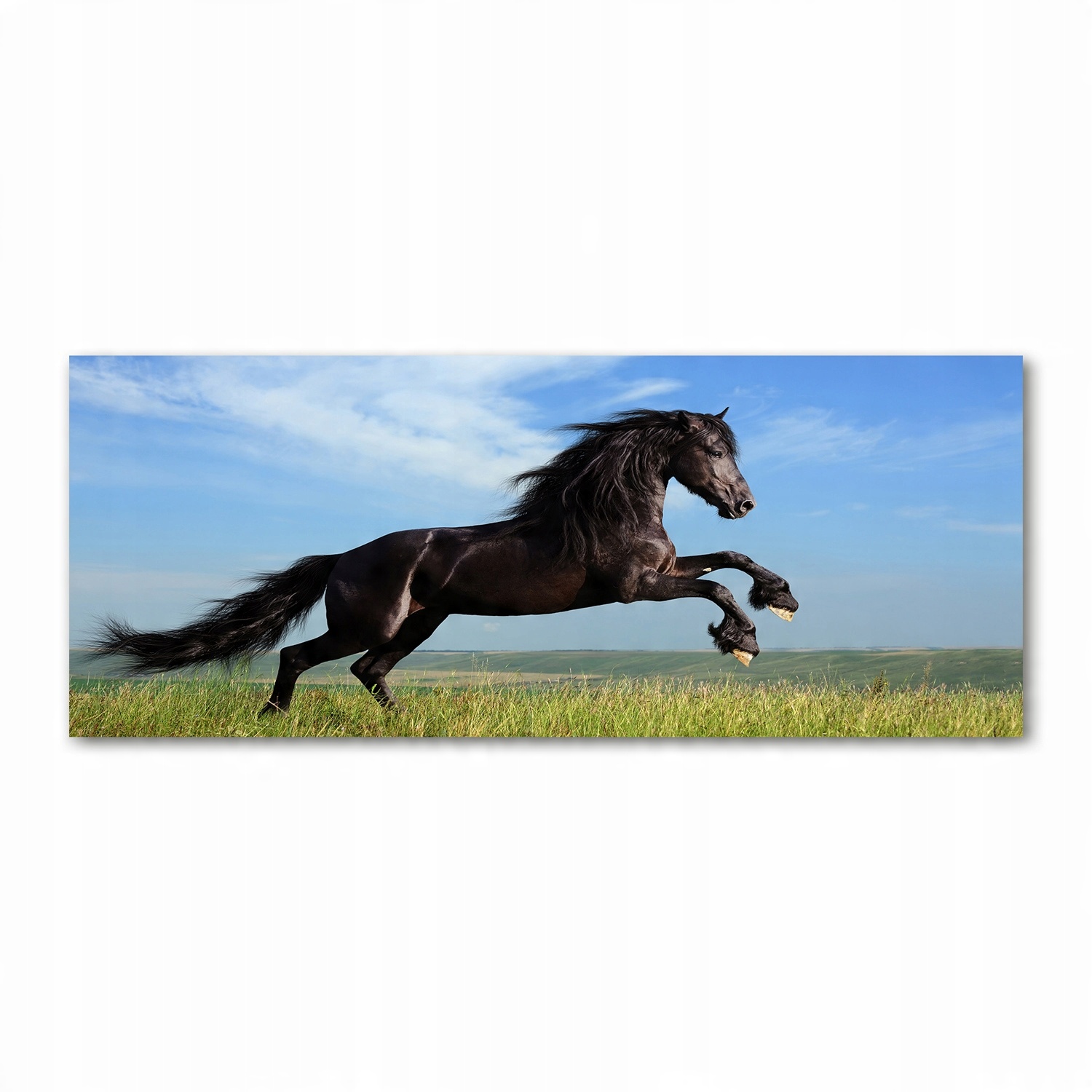 

Foto obraz szkło akryl Czarny koń na łące 125x50cm