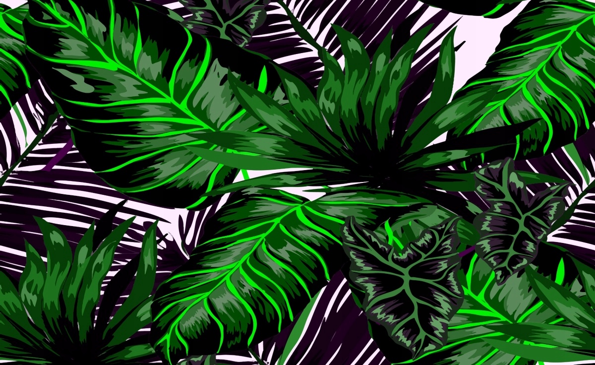 

Fototapeta Flizelinowa Liście Monstera - 416x254