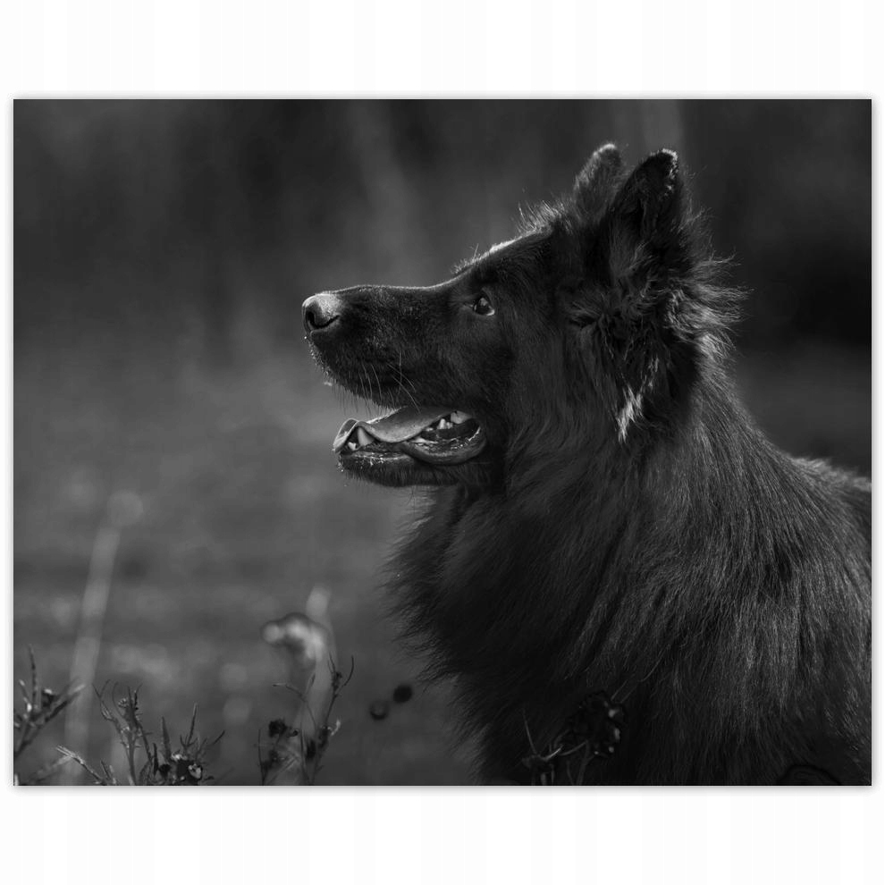 

Plakat 50x40 Owczarek niemiecki