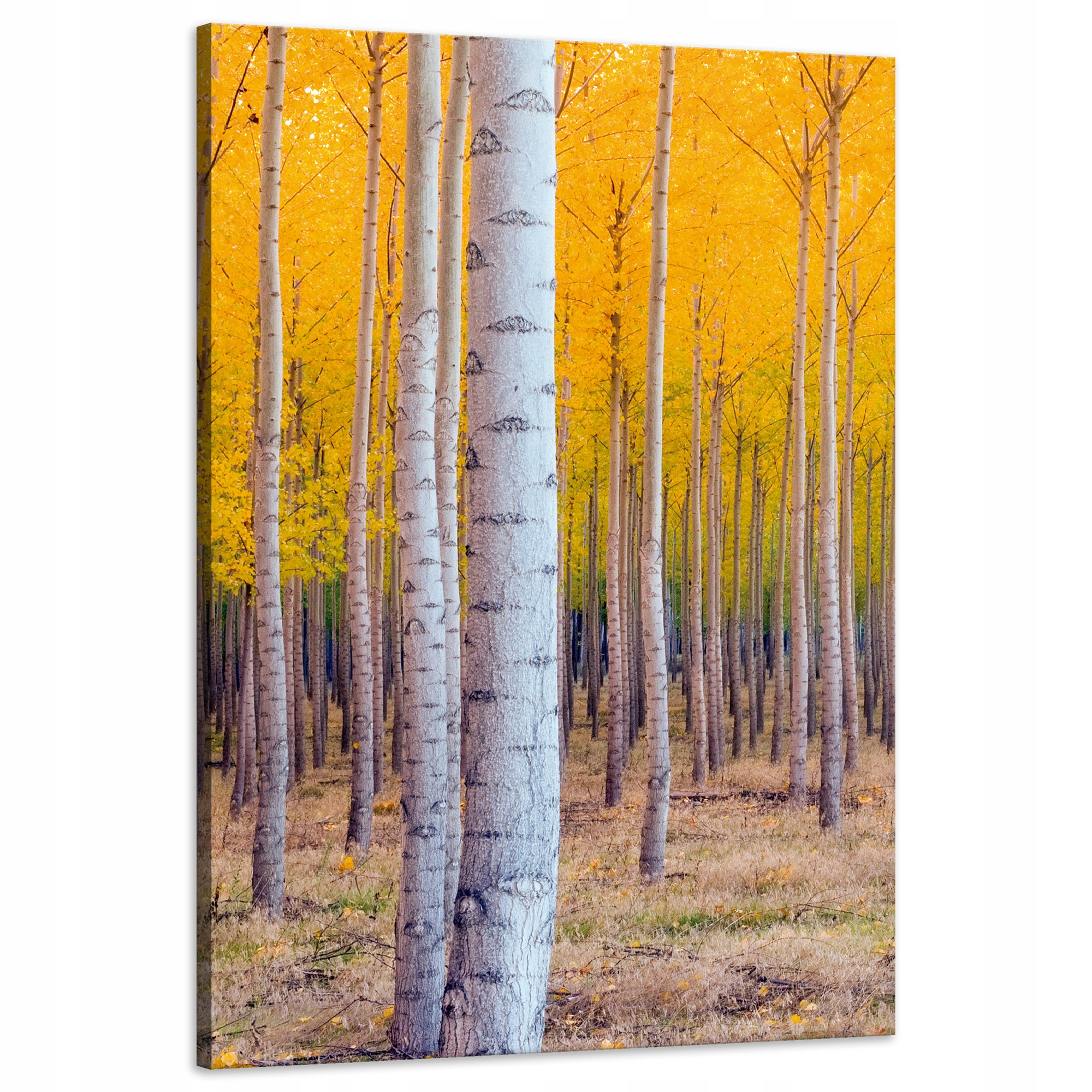 Obraz na plátně Břízy na podzim Žluté listy 60x90 cm