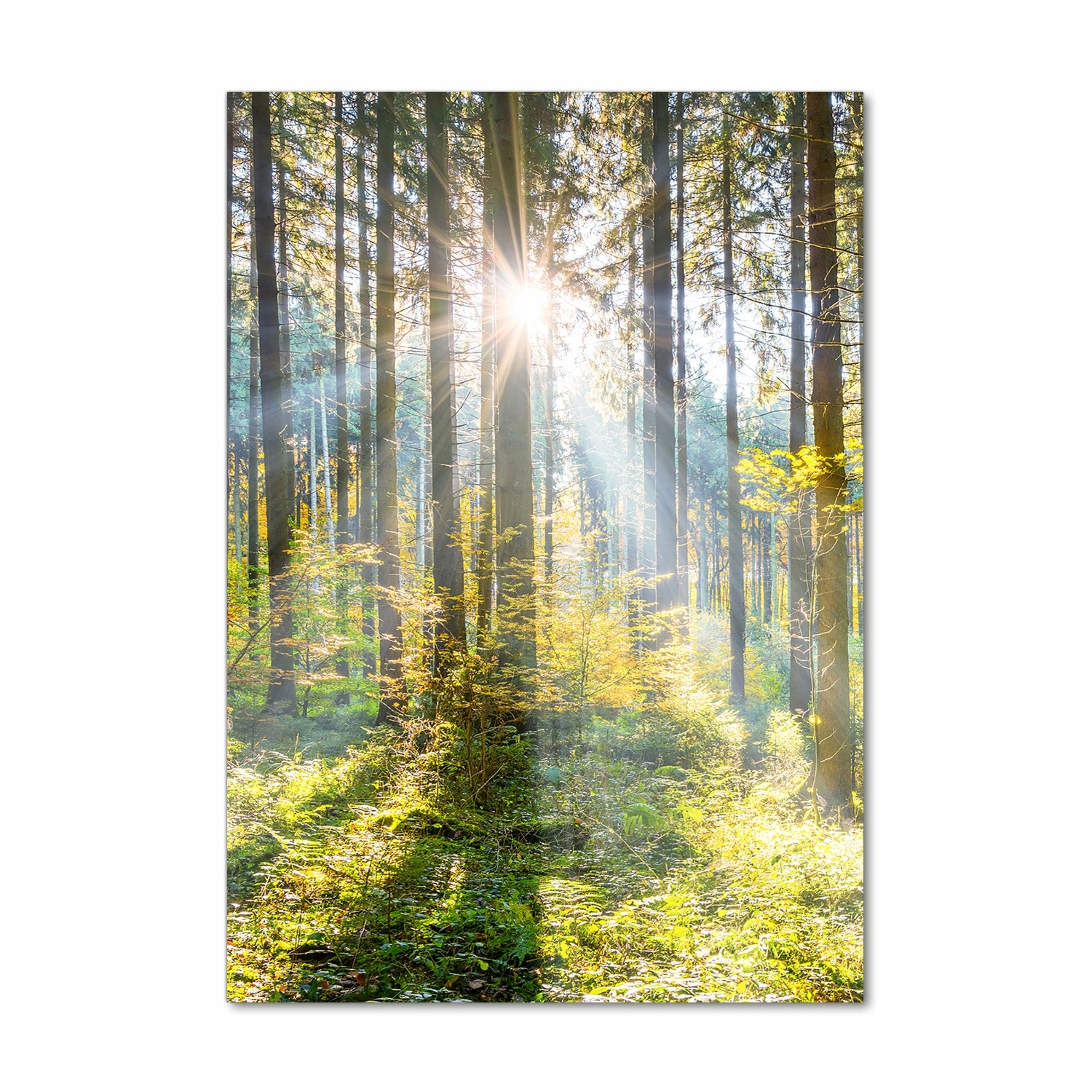 

Foto obraz zdjęcie na szkle Słońce w lesie 70x100