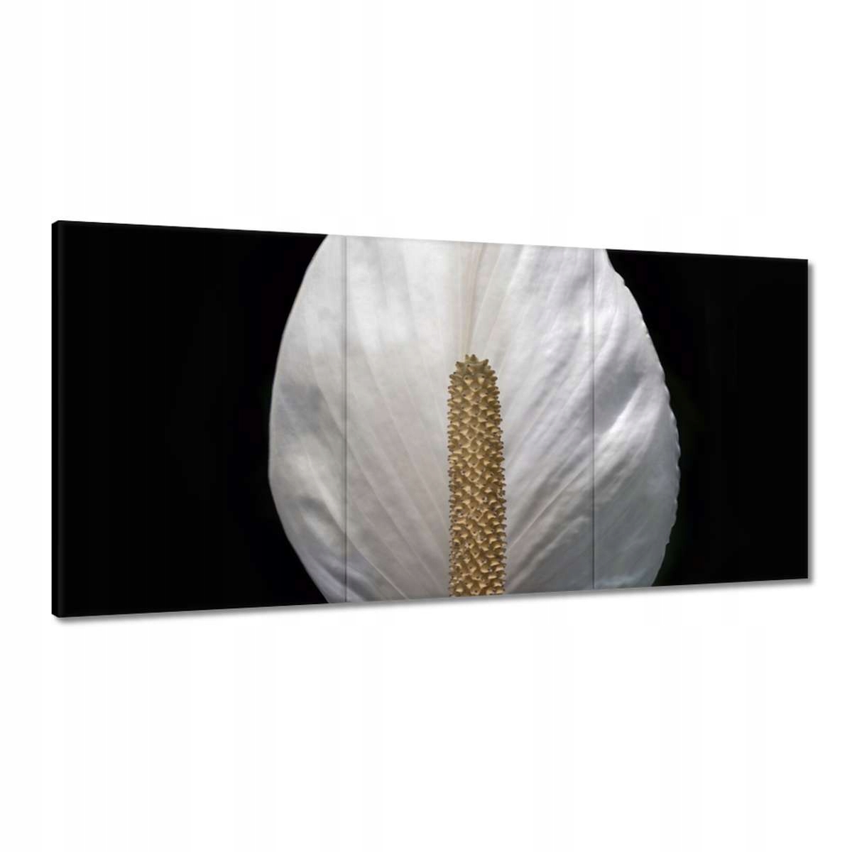 Obrazy 180x90 Kvietky Kvety Kvetinky