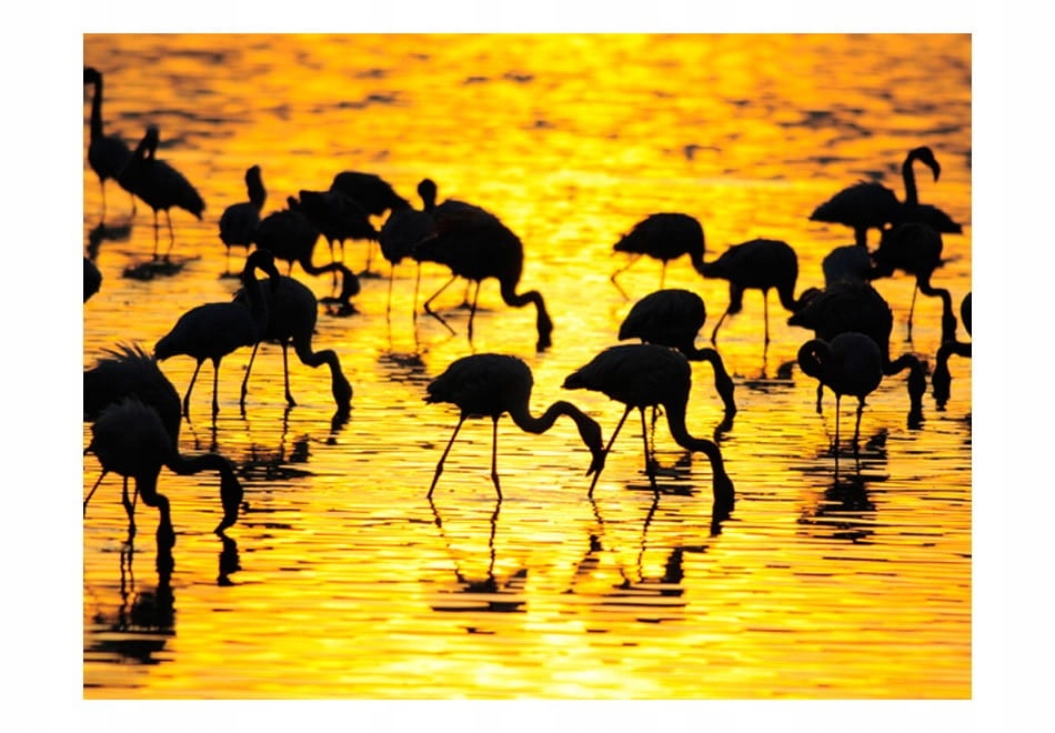 

Fototapeta - Flamingi na jeziorze Nakuru - 300X231