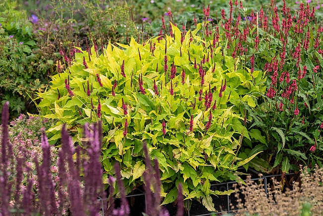 Rdest 'Golden Arrow' Persicaria amplexicaulis poj.2l