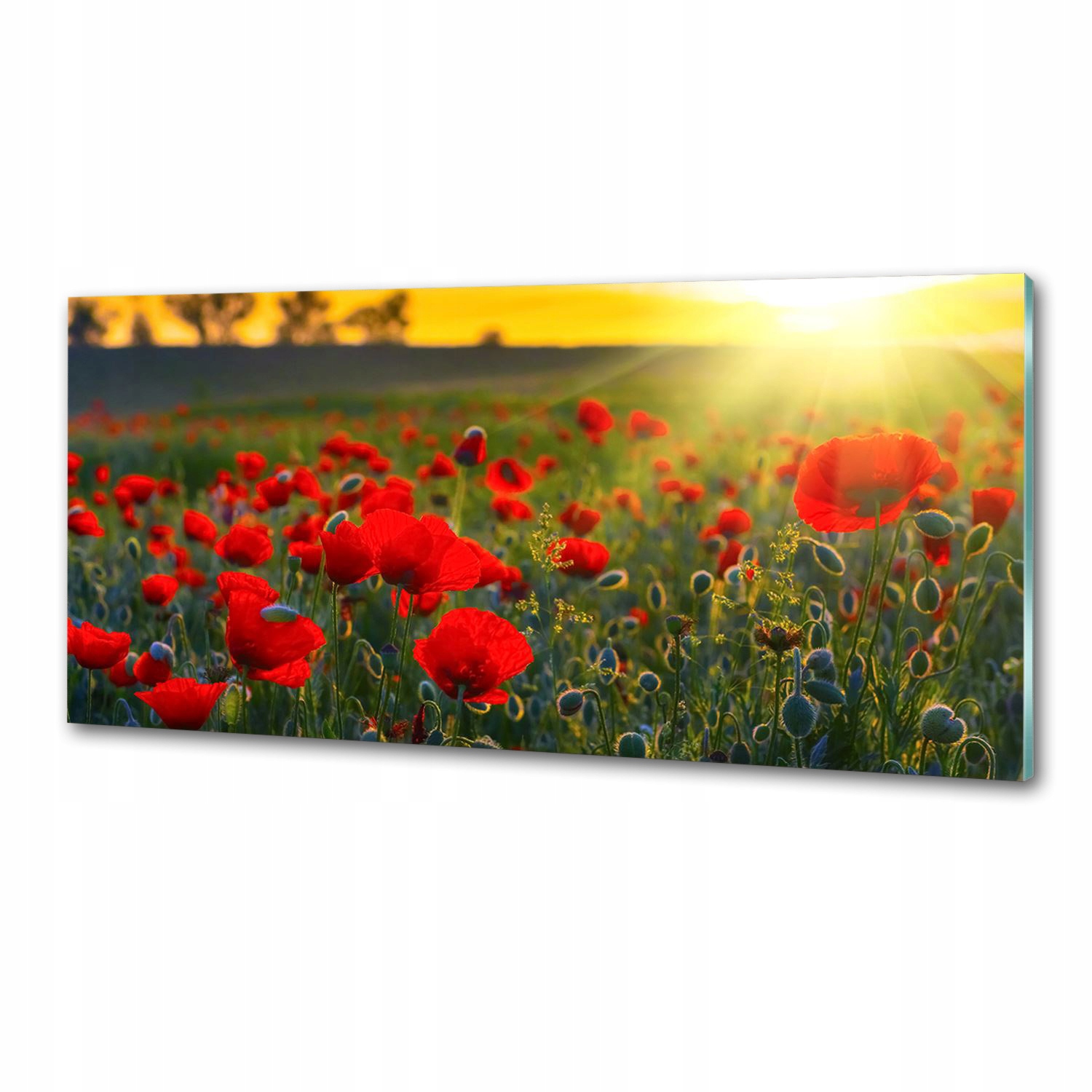 Panel dekor sklo Pole máků 125 x 50 cm Lepidlo