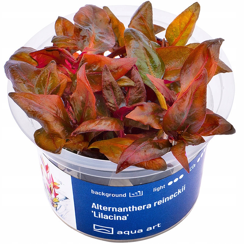 AquaArt Alternanthera lilacina ROŚLINA INVITRO KUBEK 5cm
