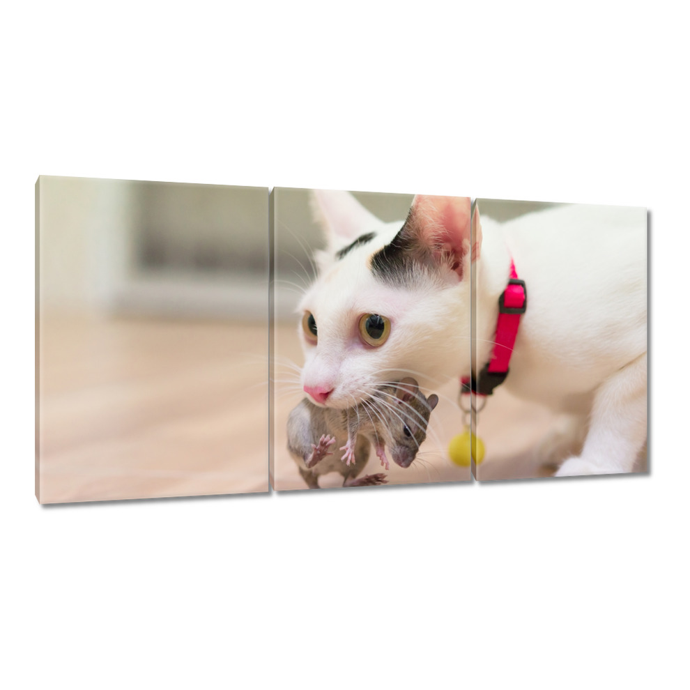 

Obrazy 120x60 Kot Kotek Kotki Kicia