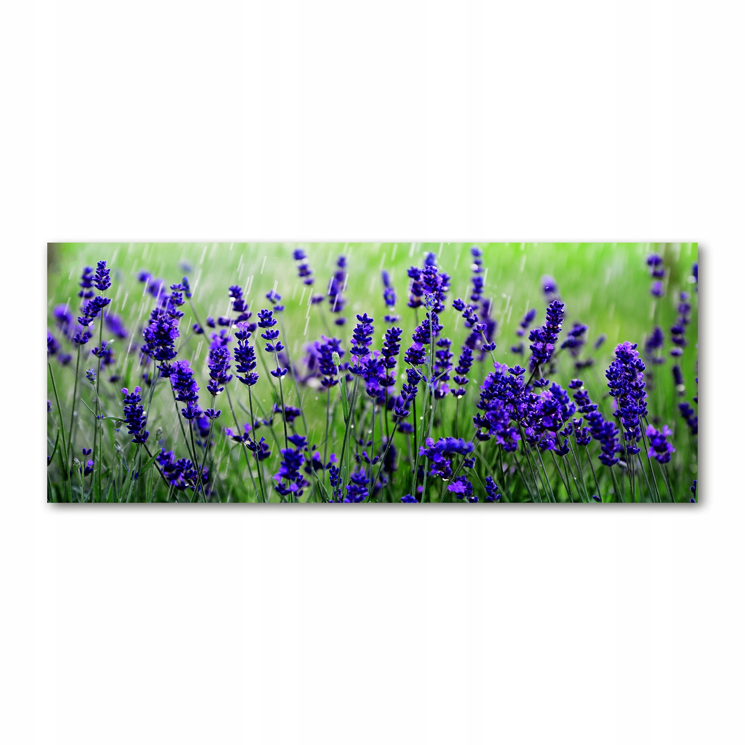 

Foto obraz duży akryl nowoczesny Lawenda 125x50cm