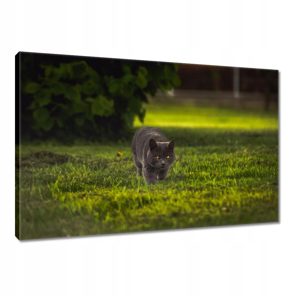 

Obrazy 120x80 Kotek Kotki Koty Kicia