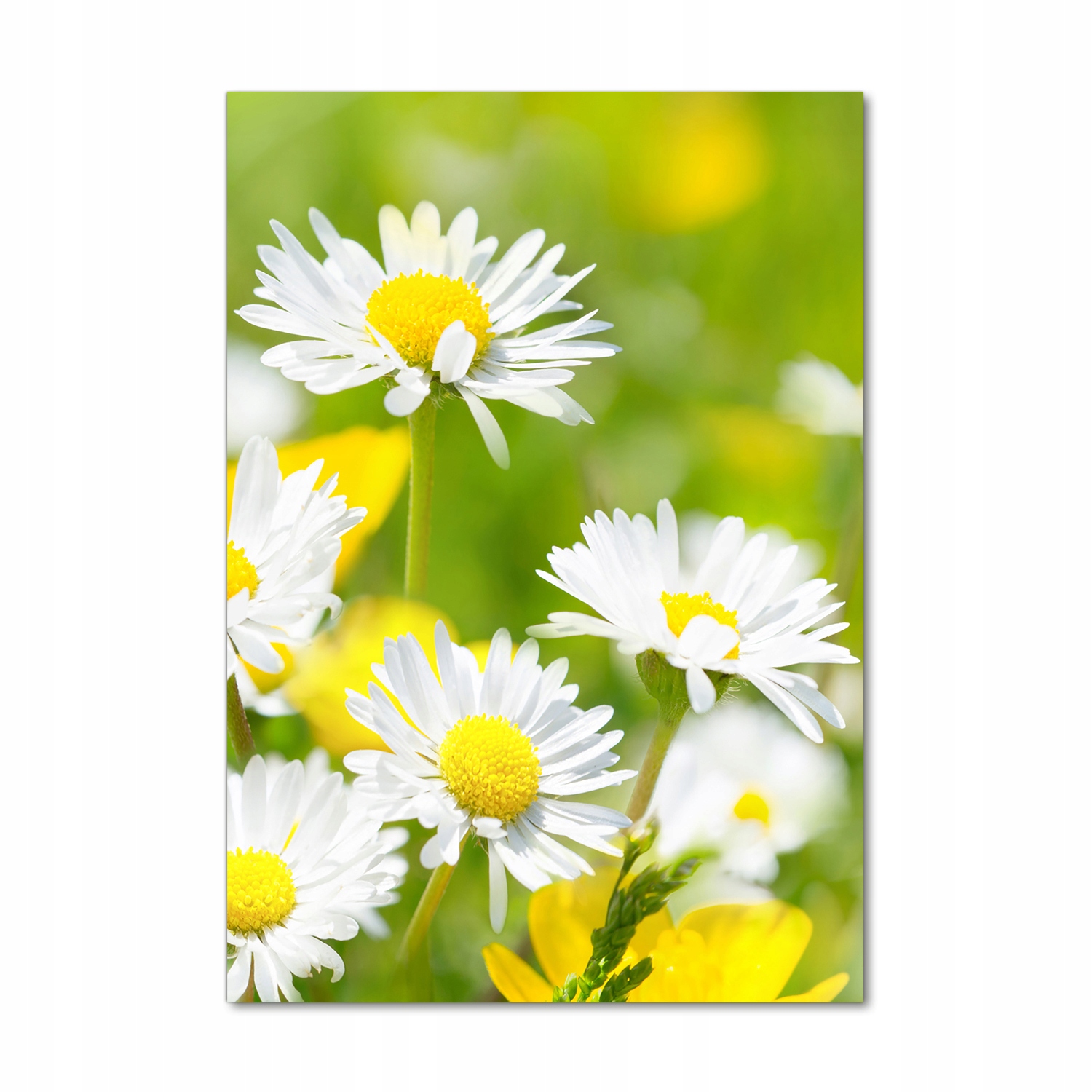 

Foto obraz akrylowy na ścianę Stokrotki 70x100cm