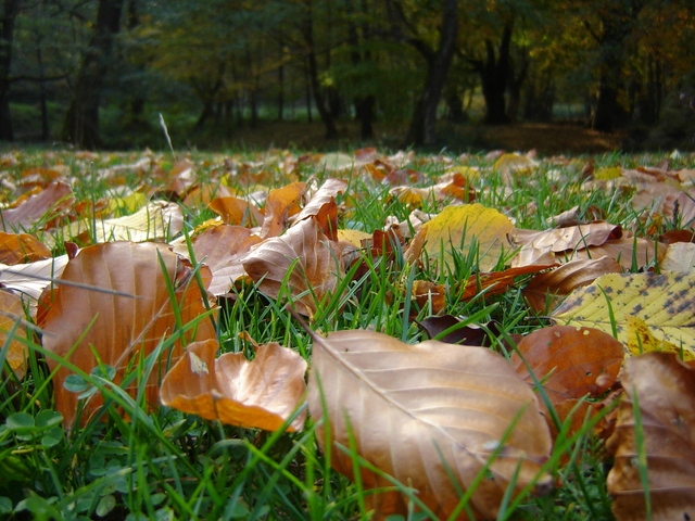 OGRÓD 2001 do trawników JESIENNY 25kg FOSFOR potas Zastosowanie do trawników przeciwko mchu