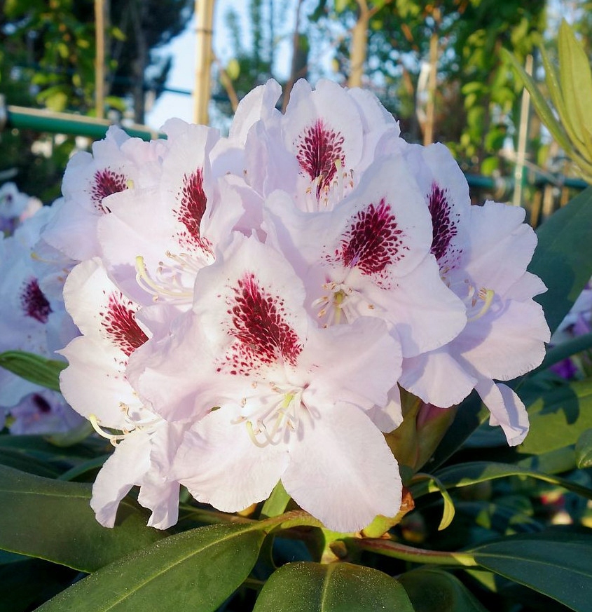 РОДОДЕНДРОН КАЛЬСАП-БЕЛЫЙ СИРЕНЕВЫЙ С ПЯТНОМ