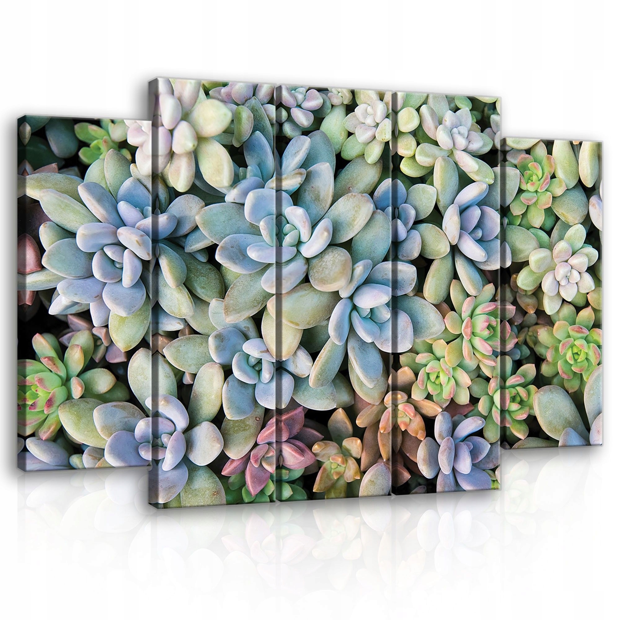 Obraz 150x100 Sukulenty modulárne rastliny príroda dekor steny
