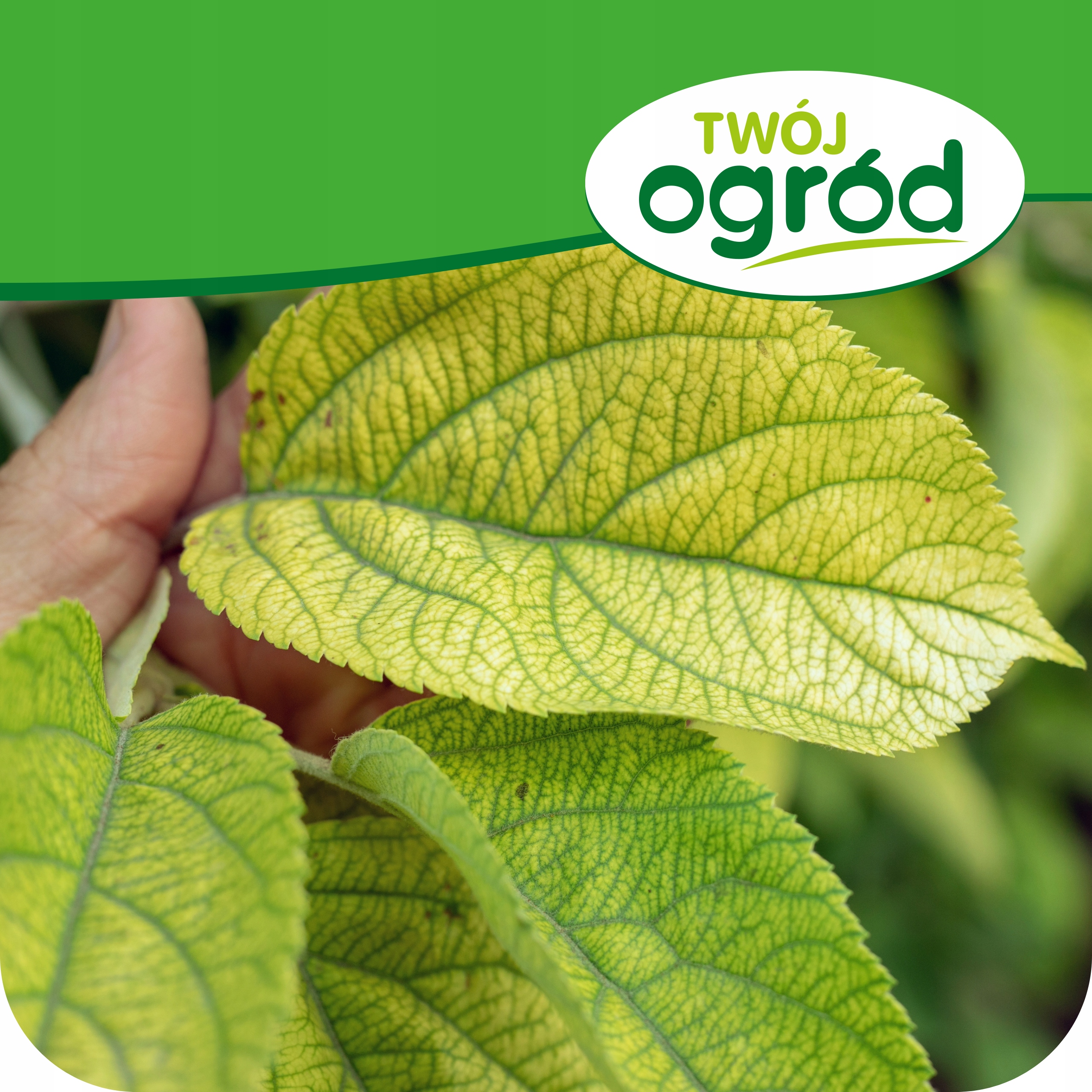 NAWÓZ PRZECIW CHLOROZIE NA CHLOROZĘ ROŚLIN PŁYNNY DŁUGO DZIAŁA 900 ML Producent Twój Ogród