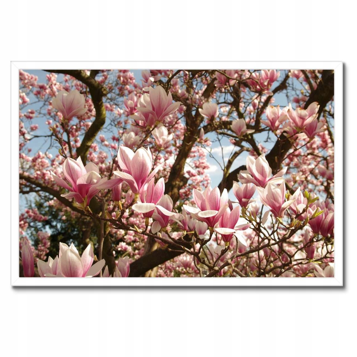 Plakáty v rámu 60x40 Magnolie Květiny Světle Modrá