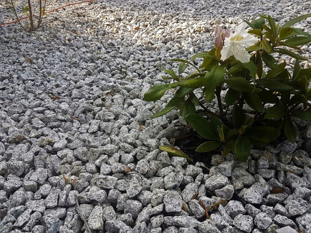 Grys granit dalmatyńczy Marka Aga