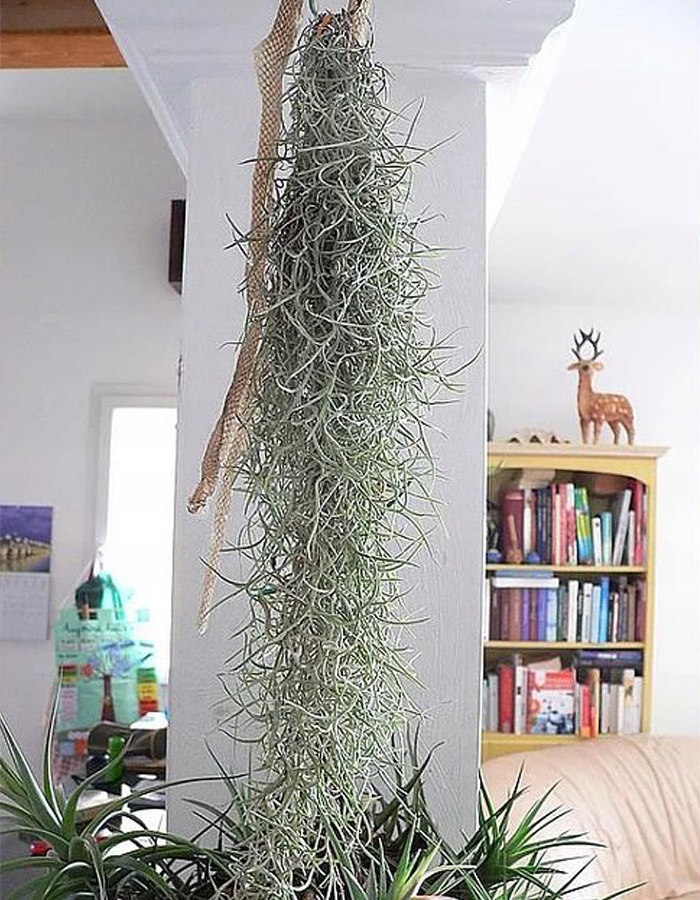 ZWISAJĄCE GĘSTE PNĄCZE GAŁĄZKI BLUSZCZ KASKADA XXL Kolor zielony