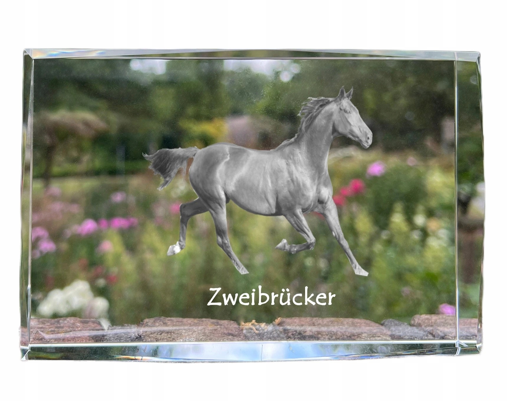 Kôň Zweibrucker fotografia v kryštáli, suvenír, trofej, poďakovanie