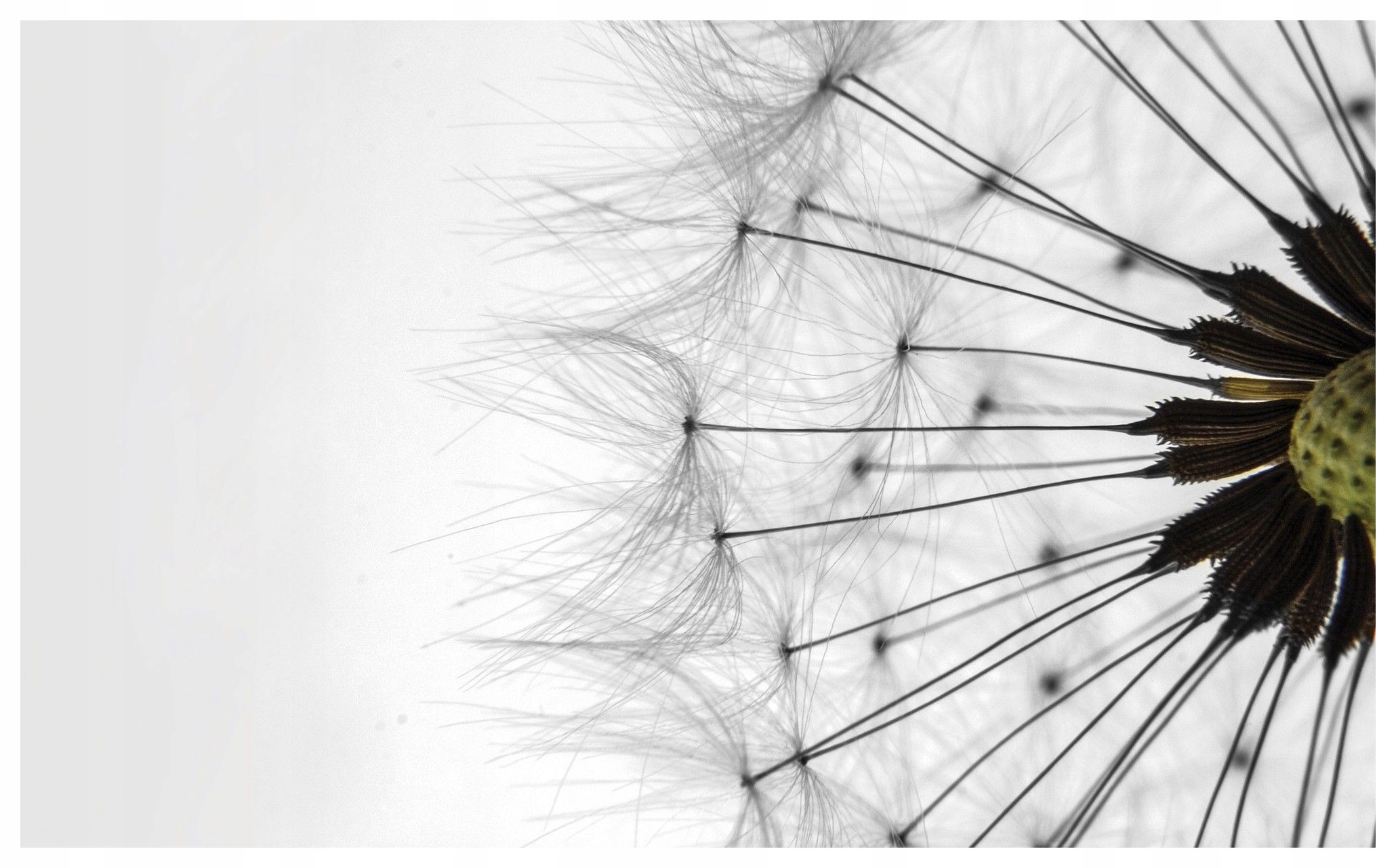 Fototapeta Pampeliška Makro vinylová Lehkost a jemnost 312x219 lepidlo