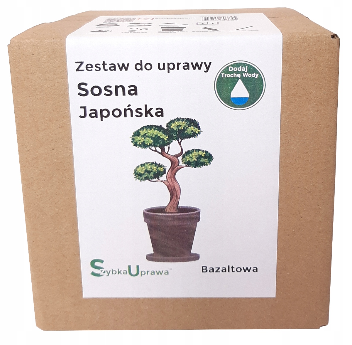 

Dla Faceta Bonsai Sosna Japońska e9