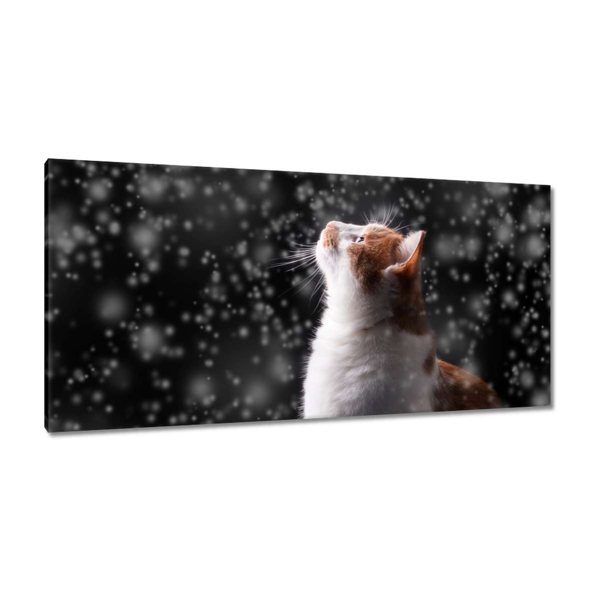 Obrazy 115x55 Kočka Kočky Kočka
