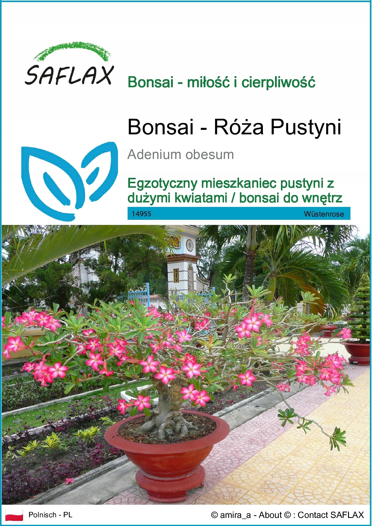 SAFLAX - Kwiat pustyni - 8 Nasiona - Adenium