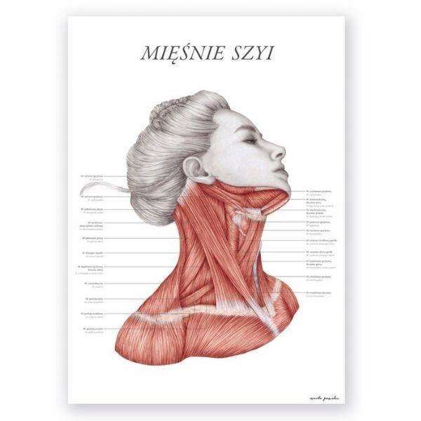 Plansza tablica anatomiczna plakat mięśnie szyi