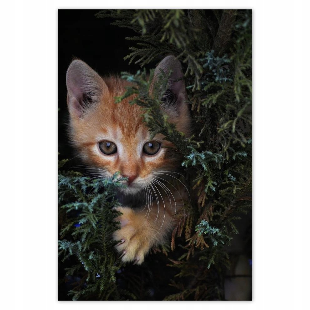 

Plakat 62x93 Kociak