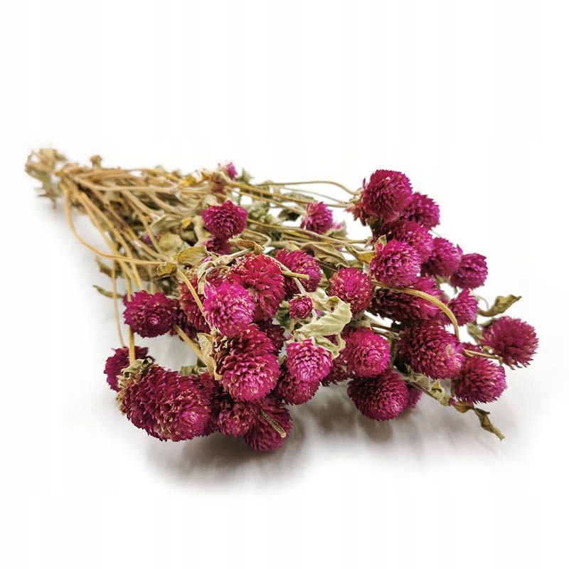

Gomfrena suszona gomphrena wiecznik kulisty susz