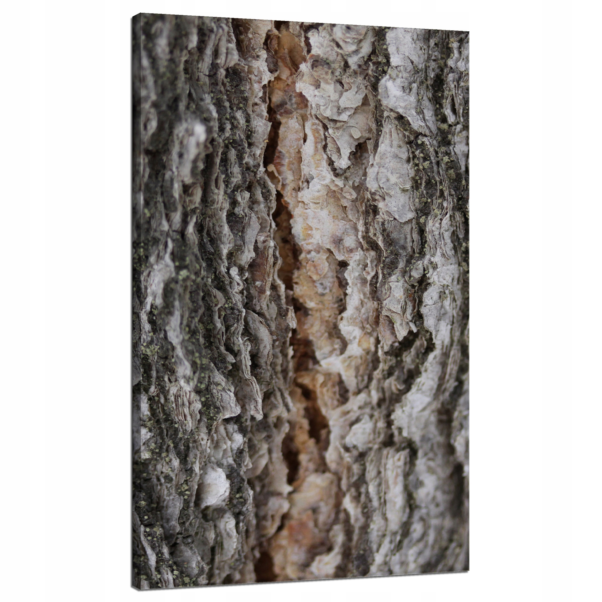 Obraz na plátně Příroda Kůra Stromy Magie Stromů Lesa 70x120