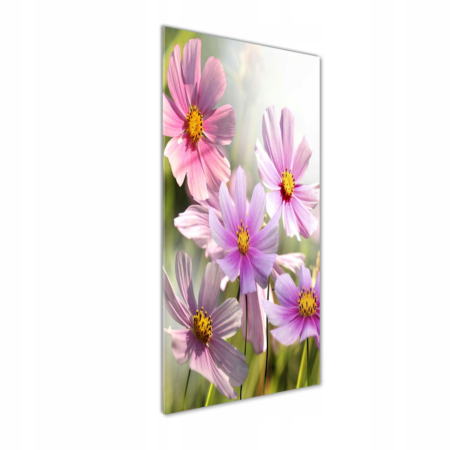 

Foto obraz szkło hartowane Polne kwiaty 50x125 cm