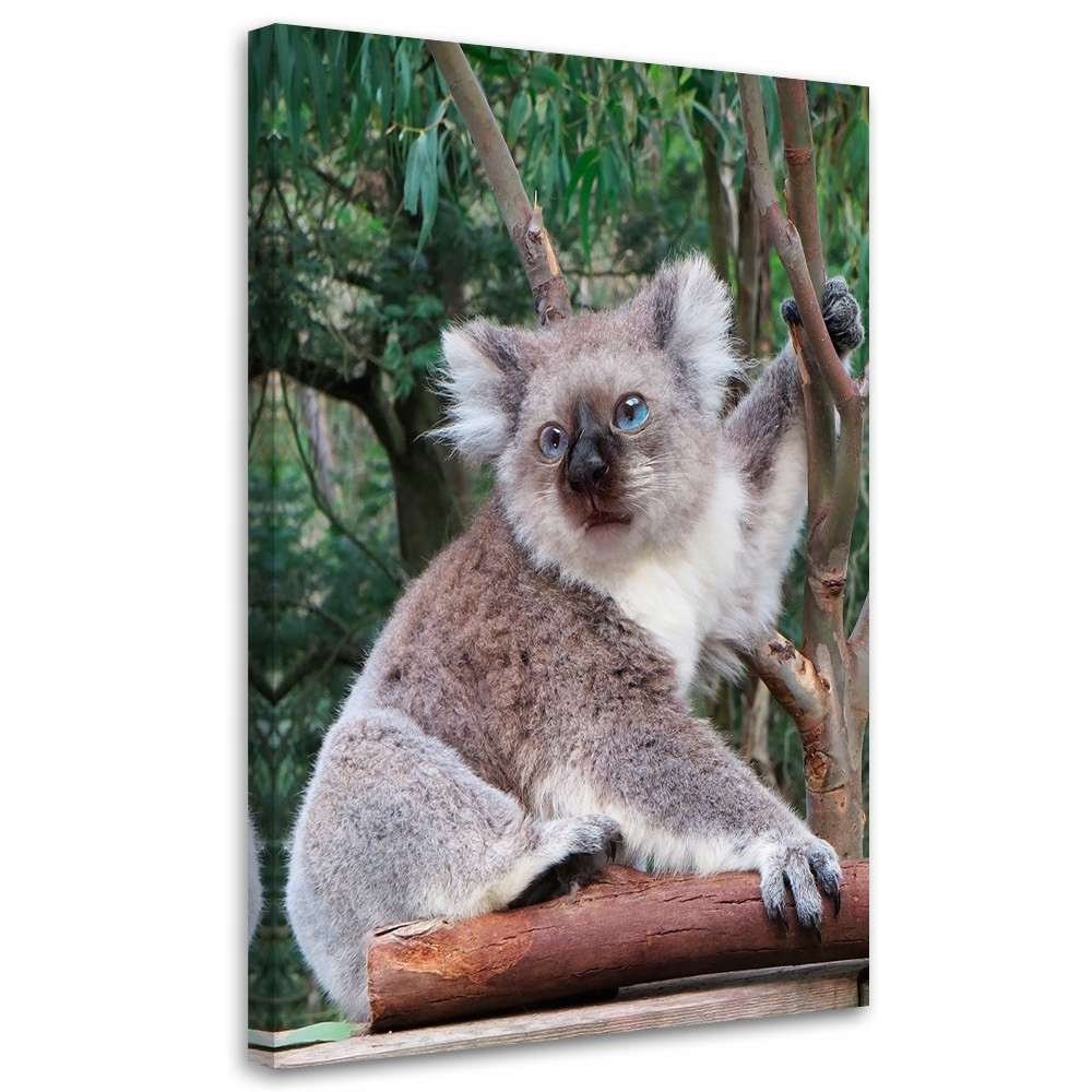 Obraz na plátně Canvas Koala Kočka Zvíře 40x60
